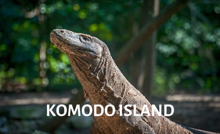 Komodo Island