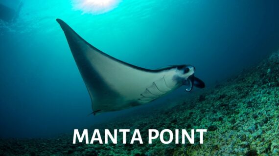 Manta Point Labuan Bajo